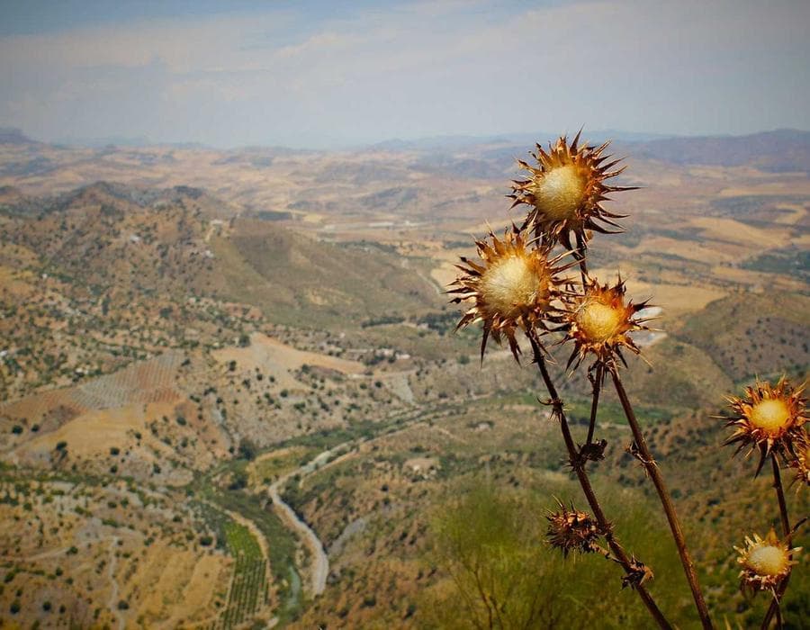 সোনালি স্ন্যাক মিক্স 4