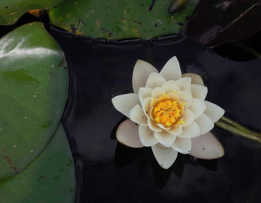 টকঝাল চা ব্লেন্ড 33