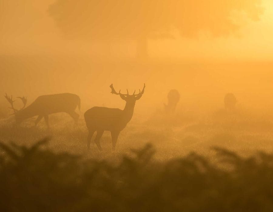 মুচমুচে গ্রানোলা বার 61