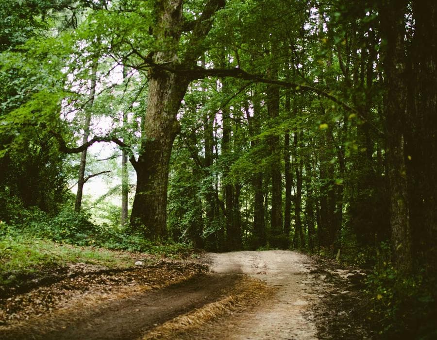 মধুর শরবত সিরাপ 77